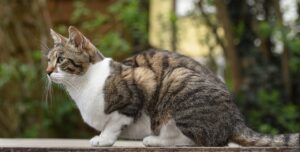 家庭用脱毛器のおすすめはどれ？