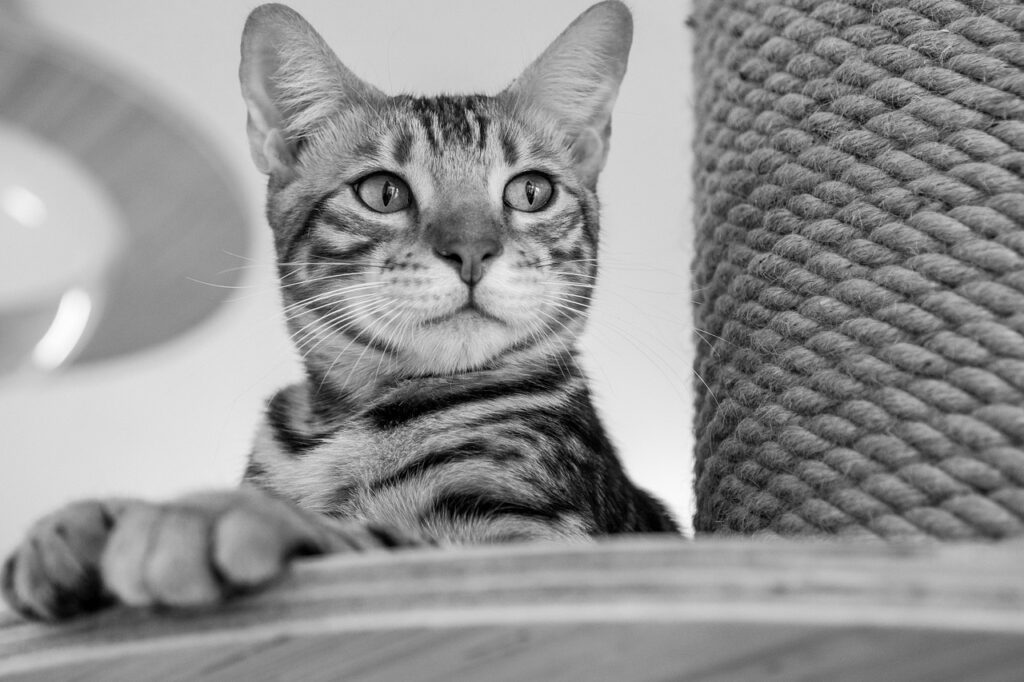 除毛と脱毛の違いについて知っておくべきことは？