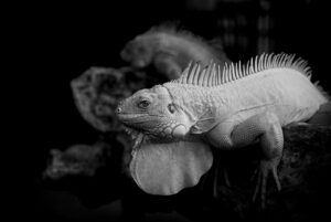 VIO顔全身脱毛初心者向け解説はどんな内容が含まれている？