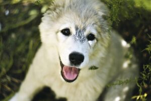 光脱毛は何回受ければ効果が実感できるのか？